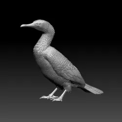 cormorant
