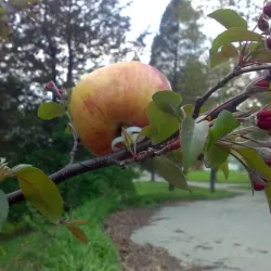 Fruit Holder