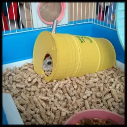 Hamster - fish - terrarium shell type house
