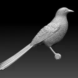 magpie