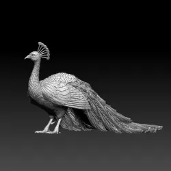 peacock