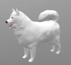 Samoyed siberian dog