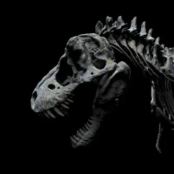 SKELETON TYRANNOSAURUS PART 2 OF 3