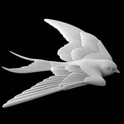 swallow
