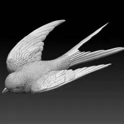 swallow