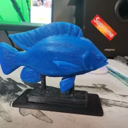 Tilapia Trophy & Stand