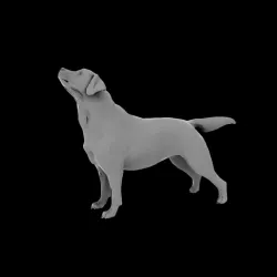 Dog low poly
