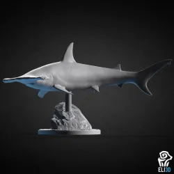 Hammerhead Shark - Animal