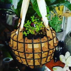 Hanging pot / Hanging plant