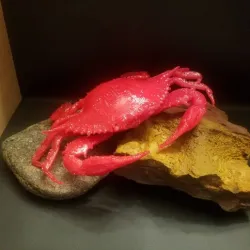 Maryland Blue Crab