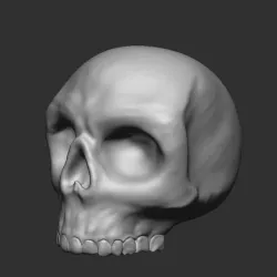 Realistic skull