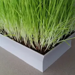 Asian-styled Cat Grass Planter