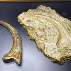 BASE stone for velociraptor claw