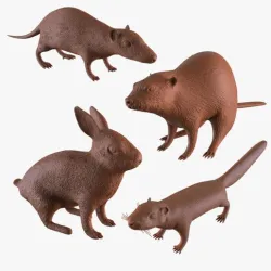 Rodents collection