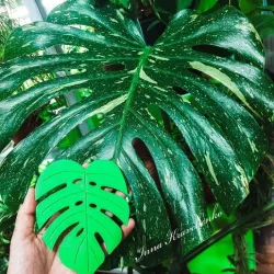 Cup coaster Monstera Leaf