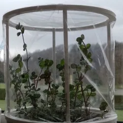 Greenhouse for potted plants