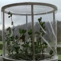 Hot_House_Plant