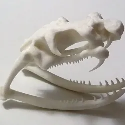 King Cobra skull