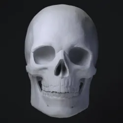 Skull