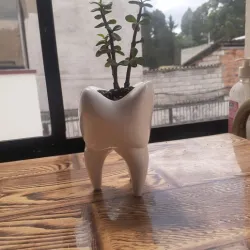Tooth pot