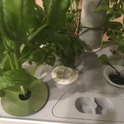 Clover Cap Hole Cover for Aerogarden