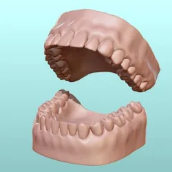Dental Human Teeth model