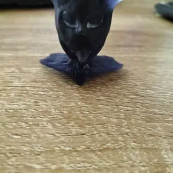 Devil Bust
