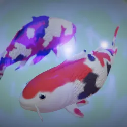 Koi fish