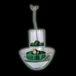 Avocado growing tool