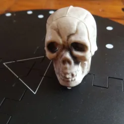 cranium