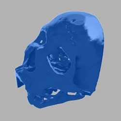Human Skull