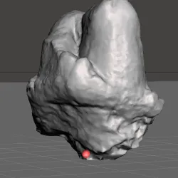 Mastodon Tooth