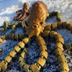 Octopus and Juvenile