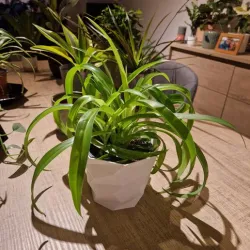 Plant pot low poly
