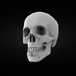 Skull