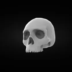 Skull