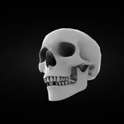 Skull