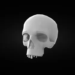 Skull
