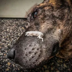 Sleeping dog