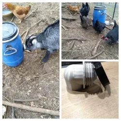 anti-pest chicken feeder