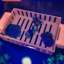 Floating reef frag tray - Floating reef frag tray - Print in place