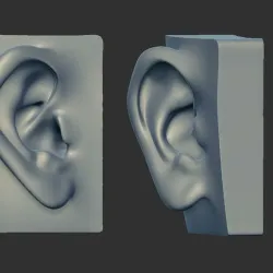 Human Ear model