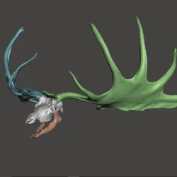 Megaloceros Deer skull