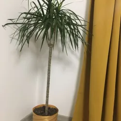 Spiral vase for plants