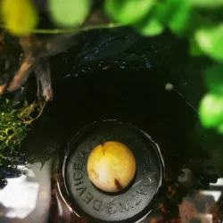 AFD - Avocados Floating Device