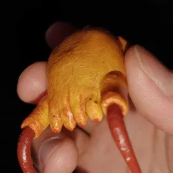 Headcrab KeyChain
