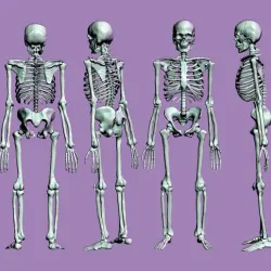 Human Skeleton