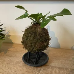 KOKEDAMA SUPPORT , HOLDER