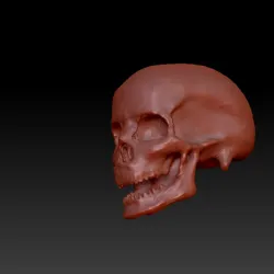 realistic human skull