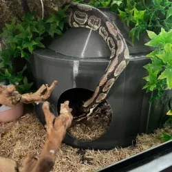 Reptile Hide